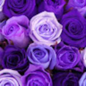 Meet your Posher, Vin